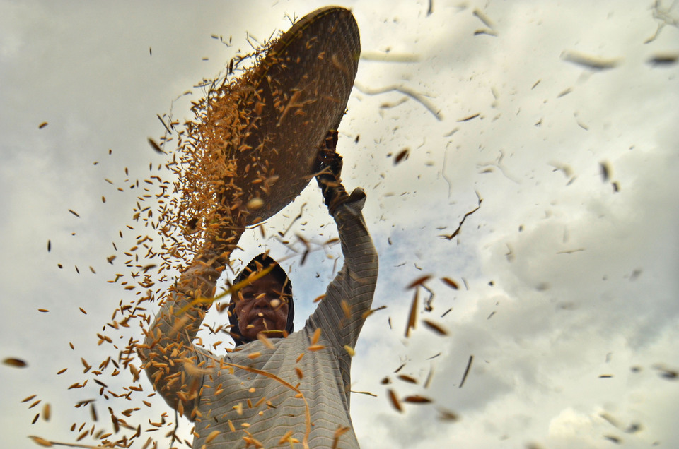 A farmer sifts his rice harvest in Ciamis, West Java, on Monday (13/11).  (Antara Photo/Adeng Bustomi)