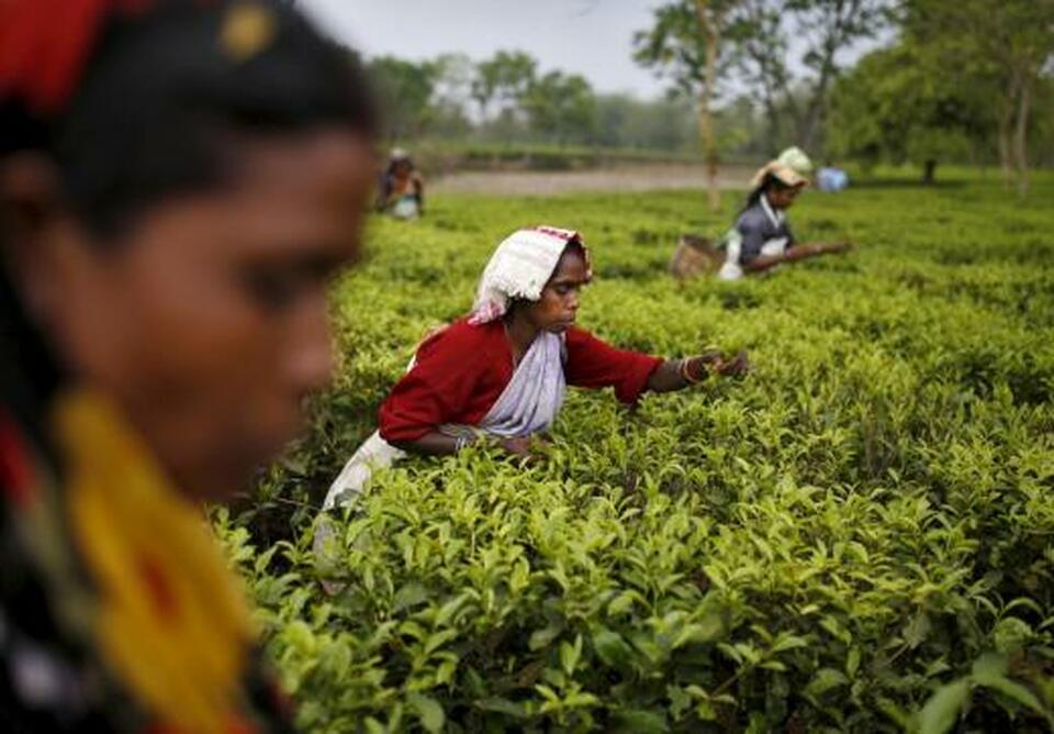 Tea garden workers pluck tea leaves in Assam, India. (Reuters Photo/Ahmad Masood)