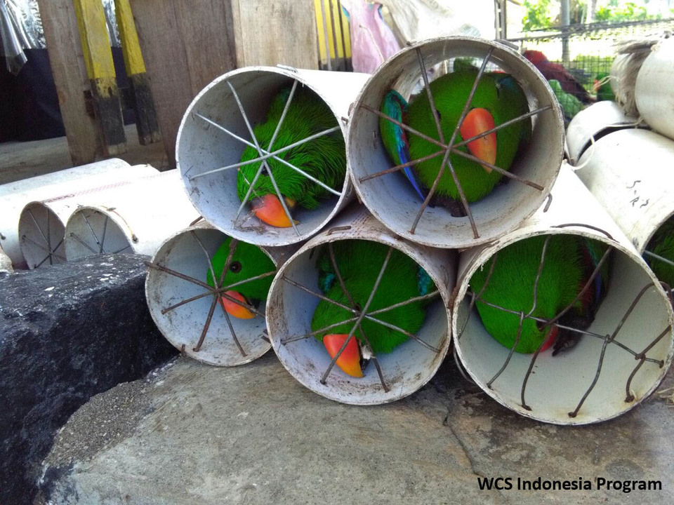 Parrots stuffed into plastic polymer pipes by smugglers. (Photo courtesy of WCS Indonesia)

