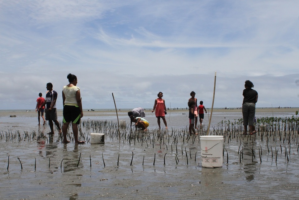  On a muddy beach, under the glaring Fijian sun, villagers living on the banks of Laucala Bay in the capital of Suva carefully plant neat rows of mangrove seedlings as holidaymakers and locals swim in the ocean in the distance. (Reuters Photo)