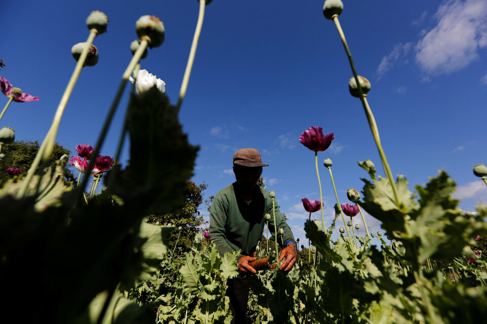 A man harvests opium in a poppy field outside Loikaw in Myanmar's Kayah State in this   November 2016 file photo. (Reuters Photo/Soe Zeya Tun)