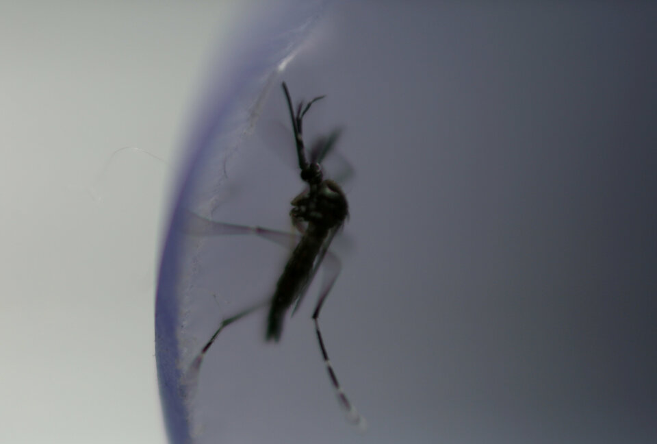 Sanofi vaccine can increase the risk of severe dengue in some cases in people who had not been previously exposed to the disease. (Reuters Photo/Pilar Olivares)