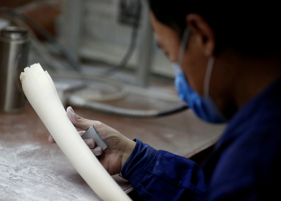 A man checks a tusk at an ivory workshop in Beijing, China, on March 31. (Reuters Photo/Thomas Peter)