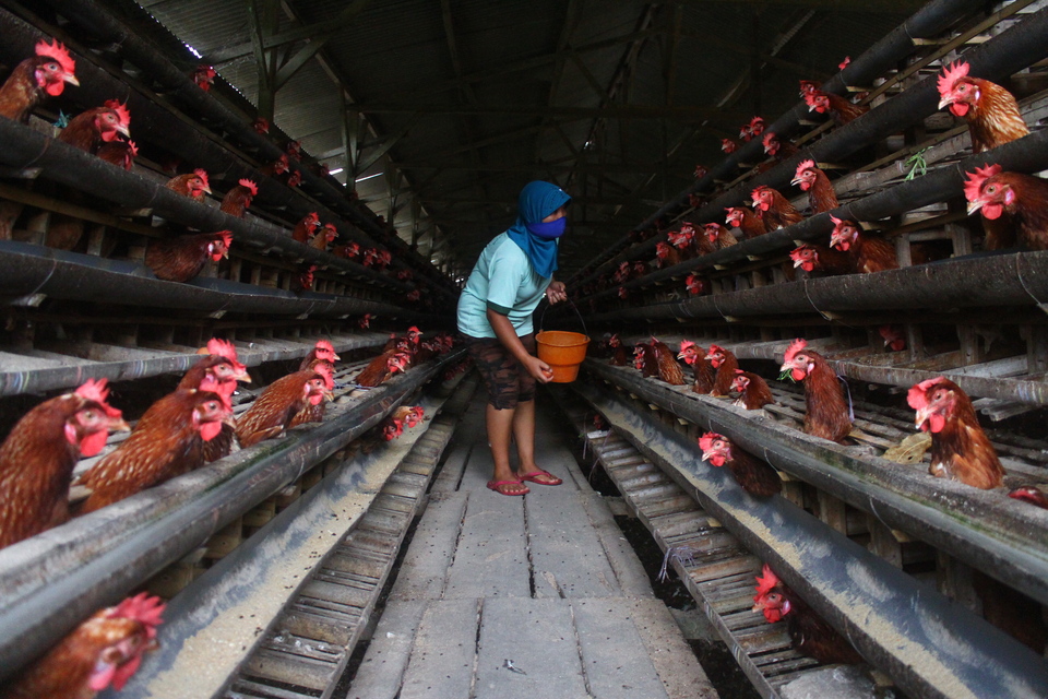 A farmer collects eggs in Tumpang, Malang, East Java, on Sunday (17/12). Based on a survey by Bank Indonesia, the higher price of eggs, Rp 28,000 ($2) per kilogram before Christmas, increased inflation in the second week of December. (Antara Photo/Ari Bowo Sucipto)