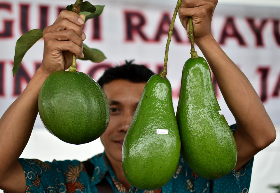 An official holds up avocados during the Agricultural Innovation Exhibition at the Agricultural Technology Assessment Center (BPTP) at Bergas in Semarang district, Central Java, on Thursday (14/12). The exhibition was held to introduce and encourage the use of innovative techniques to add value to agricultural products and the raise income levels of producers, while also contributing to national food self-sufficiency. (Antara Photo/Aditya Pradana Putra)