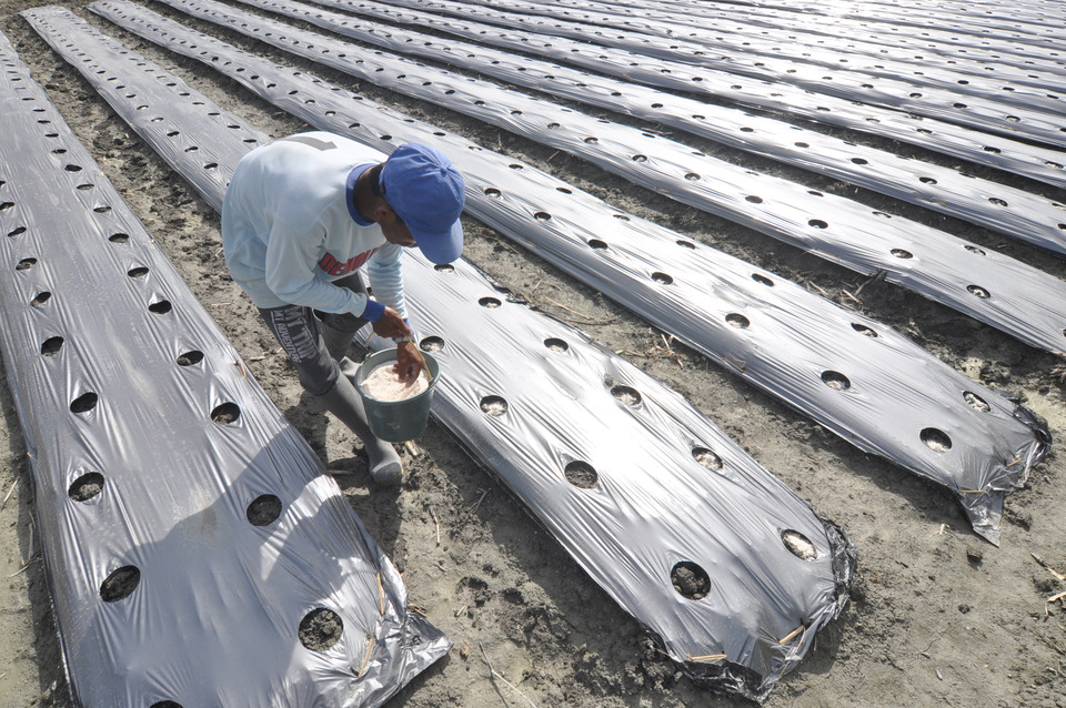Farmers spreading fertilizer on a field to be planted with tomatoes in Sigi Regency, Central Sulawesi, in December, 2017.(ANTARA FOTO/Mohamad Hamzah).
