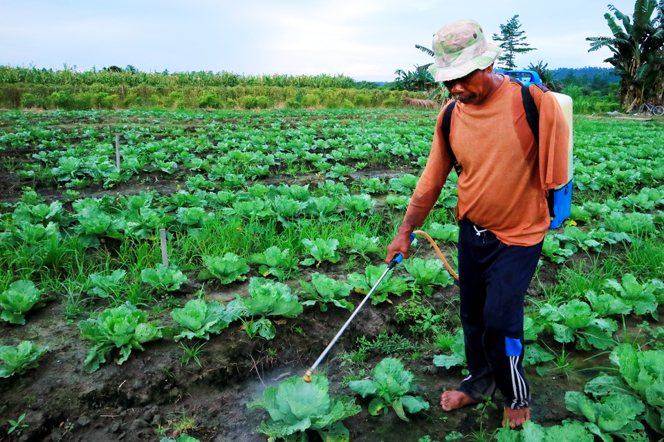 Ngatmo, 63, waters his cabbage crops in Arso IV, Keerom, Papua, on Monday (18/12). Ngatmo was shot in 1988 and subsequently lost his arm, though he continues to tend to his farm. (Antara Photo/Indrayadi TH)

