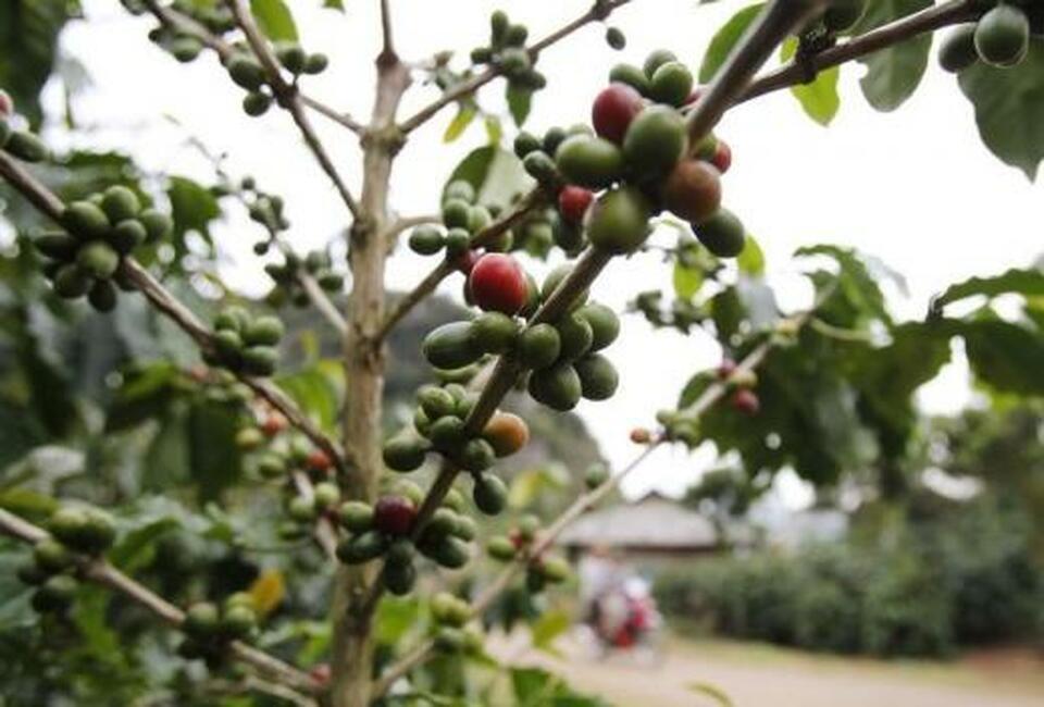 Asia's main coffee exporters saw thin trading as demand fell ahead of Christmas break, while harvesting in Vietnam was going good on favorable weather, traders said on Thursday (21/12).  (Reuters Photo/Kham)