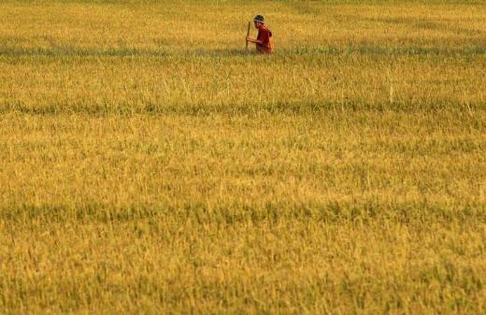 A Thai farmer works on his rice field in Nonthaburi Province, on the outskirts of Bangkok in this March 1, 2014 file photo.  (Reuters Photo/Chaiwat Subprasom)
