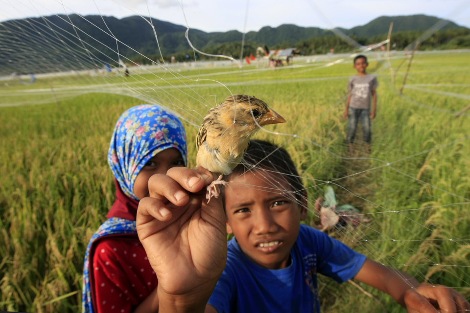 A boy removes a sparrow trapped in a net covering a rice field near Lampuuk village in Aceh Besar, Aceh, on Friday (05/01). Farmers in the area have had to increase the amount of money spent on measures to prevent birds from damaging their harvests. (Antara Photo/Irwansyah Putra)