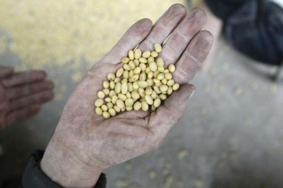 Chinese imports of soybeans jumped to the second-highest volume on record in December, boosted by strong demand in the run-up to next month's Lunar New Year holiday and healthy crushing margins. (Reuters Photo/Kham)