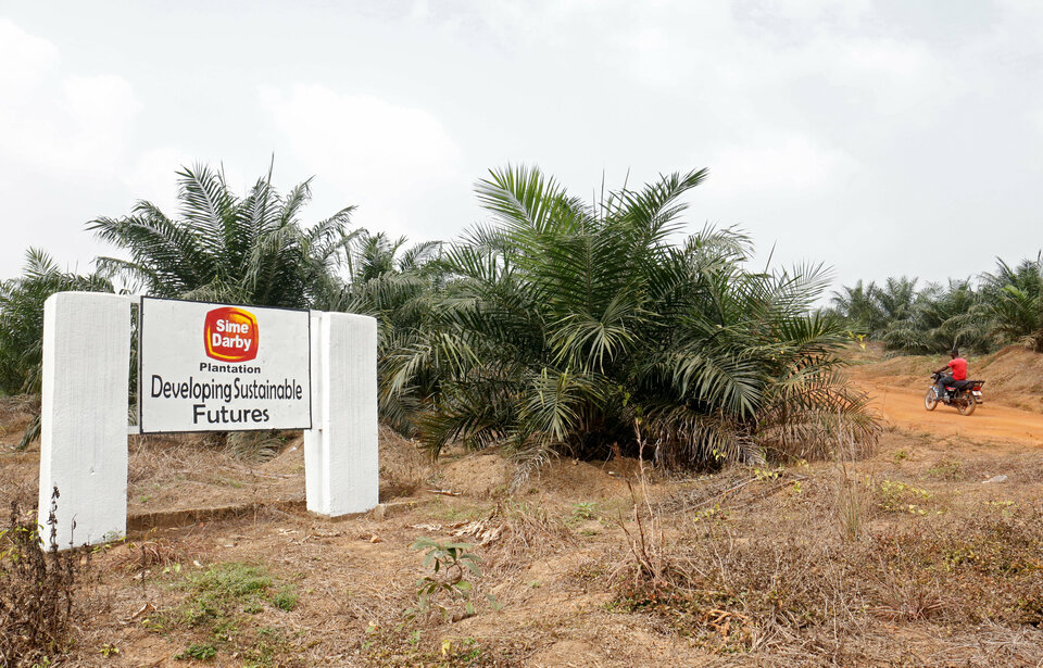 When Malaysia's biggest plantation company Sime Darby leased 220,000 hectares of lush forest in northwest Liberia in 2009, executives said they had found a much needed new frontier in global palm oil development.(Reuters Photo/Thierry Gouegnon)