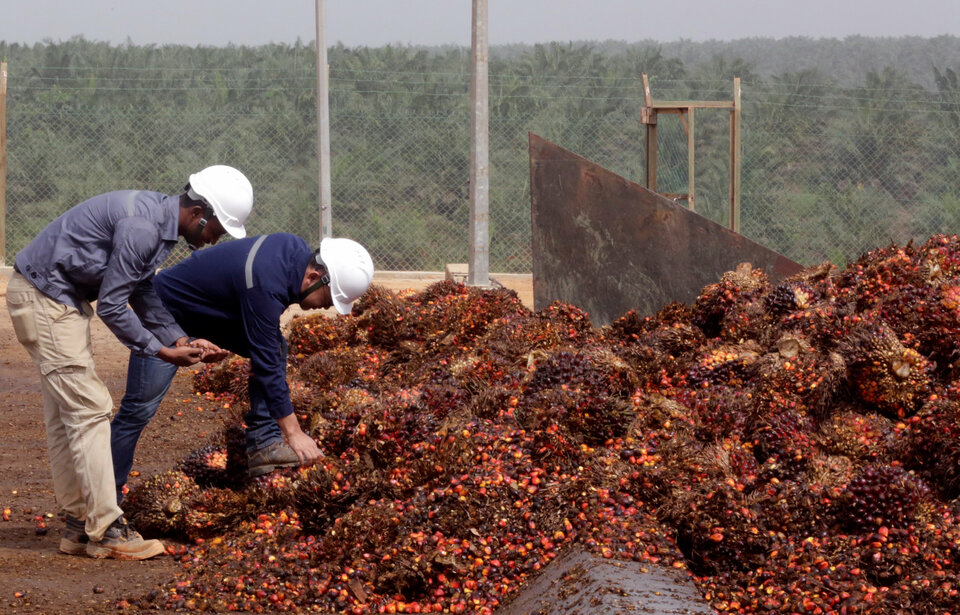 A palm oil factory in Bomi County, Liberia, in December 2017. (Reuters Photo/Thierry Gouegnon)