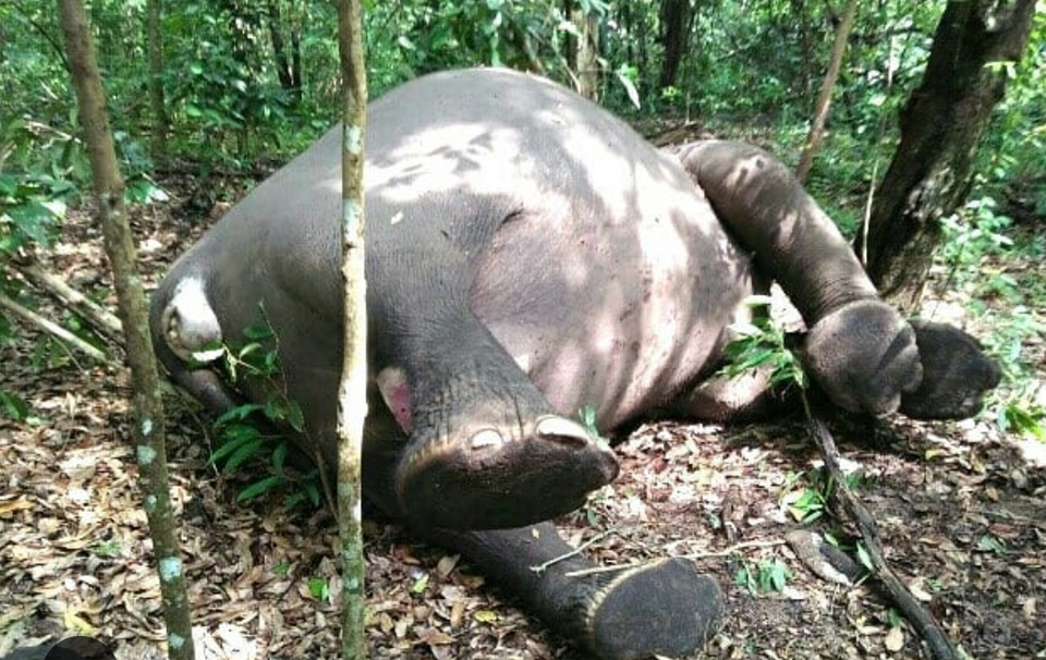 The remains of a female Sumatran elephant was found in Lampung's Way Kambas National Park on Monday (12/02). The body was riddled with bullets. (Photo courtesy of the Environment and Forestry Ministry's Instagram)