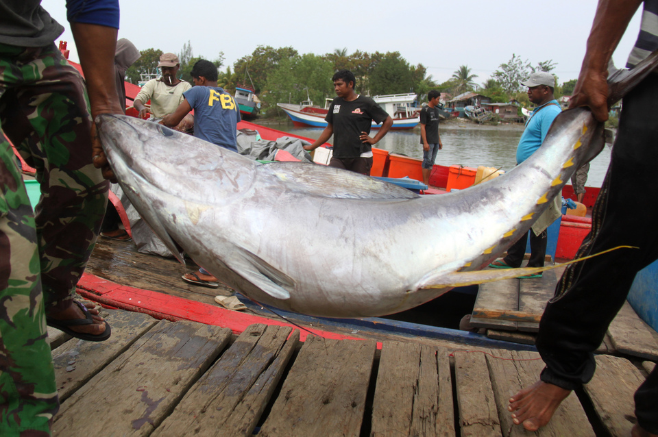 Fishermen unloading a yellowfin tuna destined for the export market from a boat in Lampulo Harbor in Banda Aceh on Thursday (22/02). According to the Aceh provincial government, between 3,000 and 6,000 tons of tuna has been exported to Japan, Malaysia, Singapore, Hong Kong, South Korea and Thailand annually over the past five years. (Antara Photo/Ampelsa)
