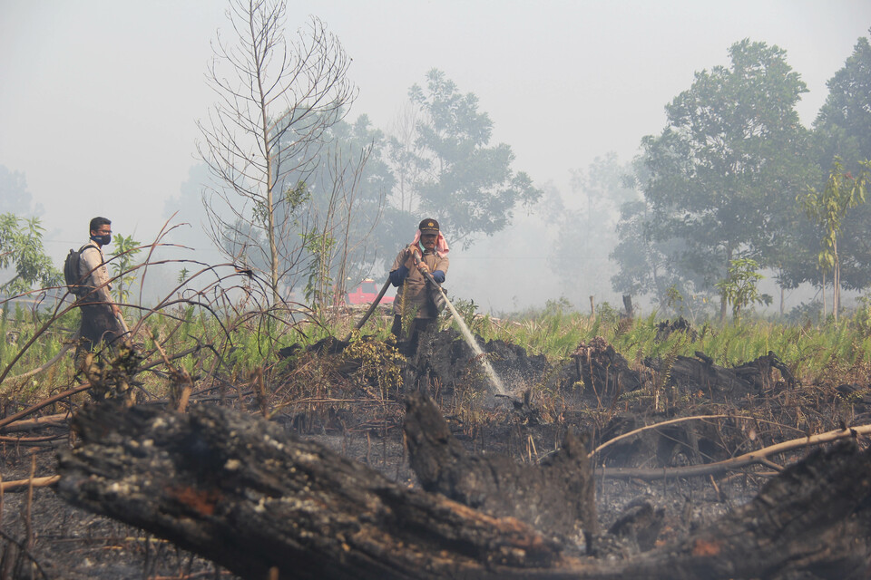 Firefighters try to put out a peat fire in Dumai, Riau, on Tuesday (13/02). (Antara Photo/Aswaddy Hamid)