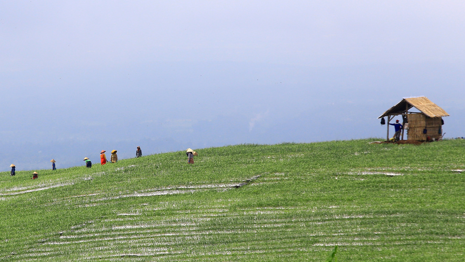 Farmers tending a garlic field at Licin in Banyuwangi, East Java, on Thursday (22/02). The cultivation of garlic on a 116-hectare area on the slopes of Mount Ijen is expected to reduce Indonesia's dependence on imports. The country currently imports 500,000 tons of garlic annually, while domestic production is around 20,000 tons. (Antara Photo/Budi Candra Setya)