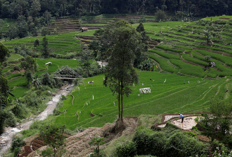 A farmer works in a rice paddy near a stream which flows into the Citarum River, in the mountains south of Bandung, West Java. (Reuters Photo/Darren Whiteside)