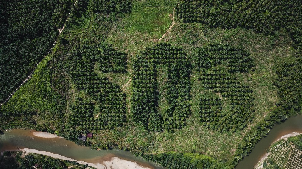 A giant SOS carved into an oil palm plantation in Sumatra by Lithuanian artist Ernest Zacharevic to draw attention to the damage caused by deforestation to wildlife and indigenous people in Indonesia. (Photo courtesy of Ernest Zacharevic)