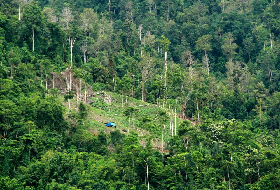 Forests in parts of Southeast Asia face greater threats than previously thought because researchers often rely on data that ignores new roads, which are precursors to deforestation and development, a study shows. (Antara Photo/Akbar Tado)