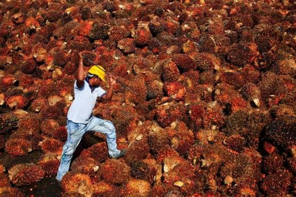 The EU in mid-January approved draft measures to reform its power market and reduce energy consumption. The draft includes banning the usage of palm oil in motor fuels from 2021.
(Reuters Photo/Samsul Said)
