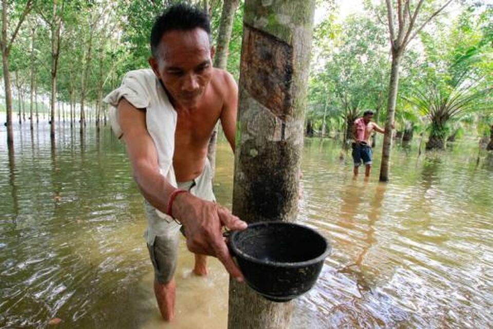 The price of carbon credits must rise drastically if they are to help protect Southeast Asia's tropical forests against rubber plantation expansion. (Reuters Photo/Surapan Boonthanom)