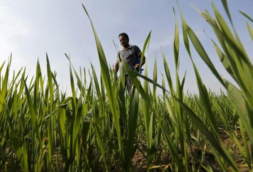 A farmer sprays pesticide in his wheat field on the outskirts of Ahmedabad, India. (Reuters Photo/Amit Dave)