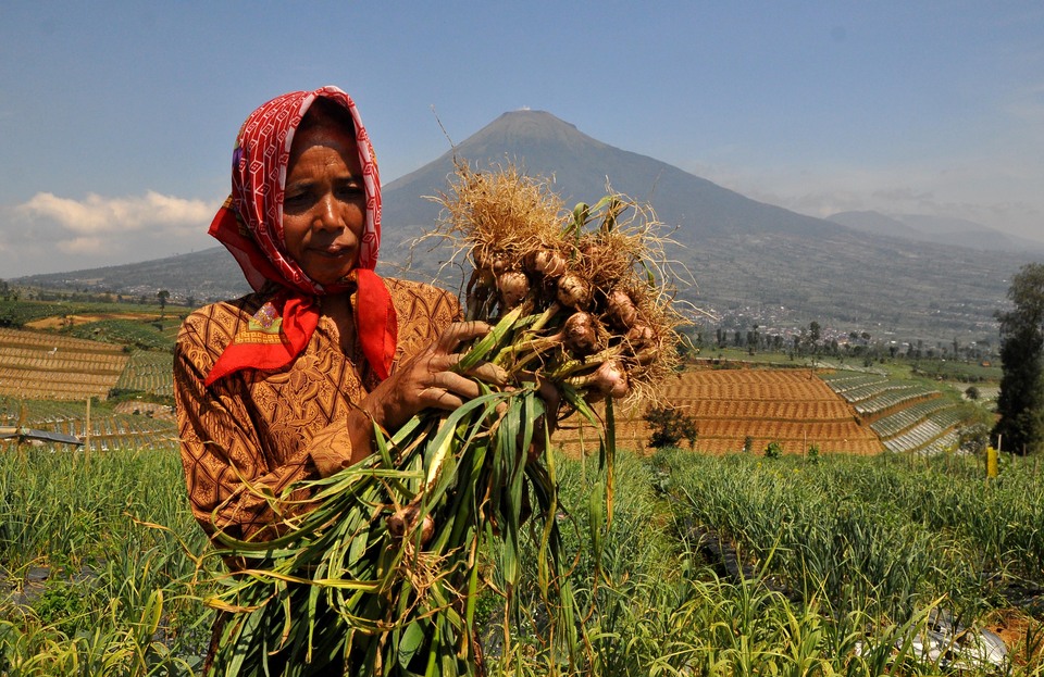A resident harvested Lumbu Kuning and Lumbu Hijau varieties of garlic during the first garlic harvest in Temanggung, Central Java. (Antara Photo/Anis Efizudin)