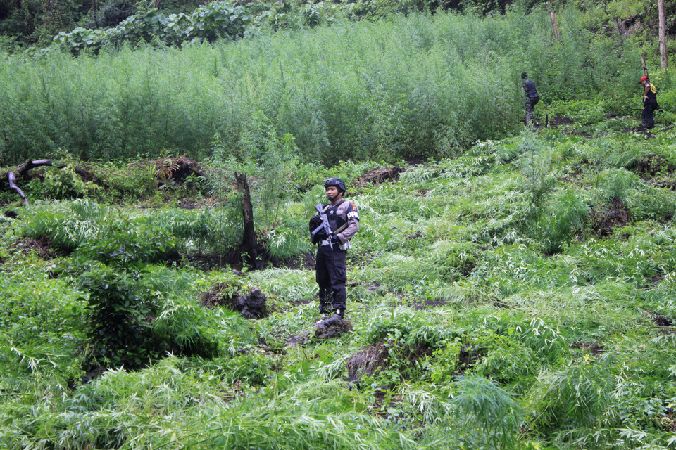 Police officers, soldiers and National Narcotics Agency officials cut cannabis plants to destroy a plantation in the mountains of Indra Puri, Aceh Besar, Aceh, Thursday (26/04). Nearly 9 hectares of the crop used for producing marijuana have been destroyed. (Antara Photo/Ampelsa)