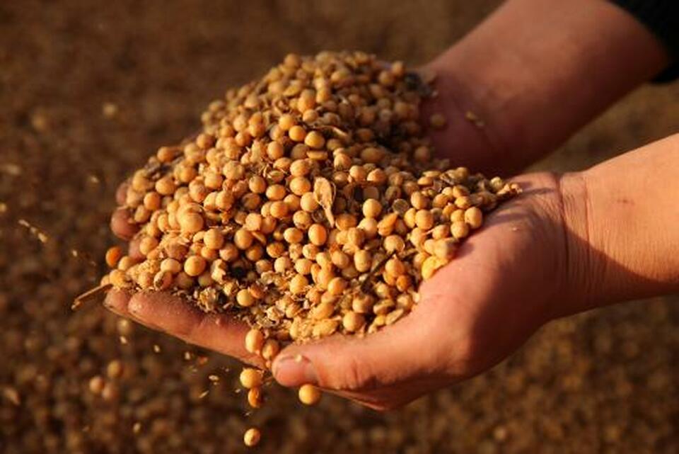 China's purchases of US soybeans have come to a grinding halt. (Reuters Photo)