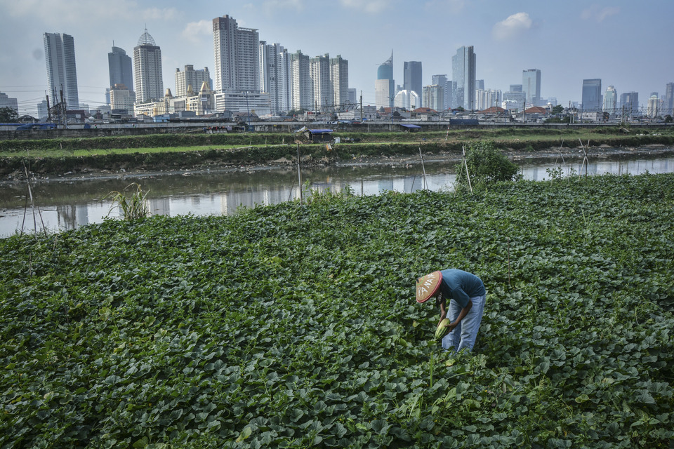 A man harvests cucumbers on the banks of the Ciliwung River in Tanah Abang, Jakarta, Friday (11/05). The lack of agricultural land in the capital city forces people to work the land on the river banks. (Antara Photo/Aprillio Akbar)