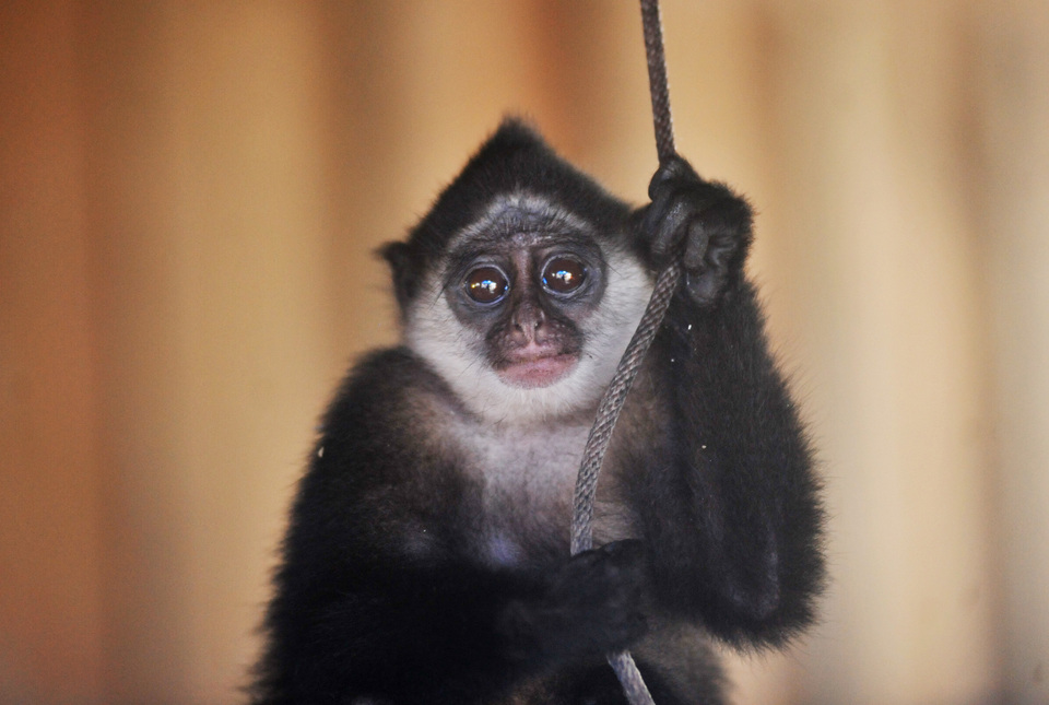The Mentawai langur is listed as an endangered species due to habitat destruction and hunting activities. (Antara Photo/Iggoy el Fitra)