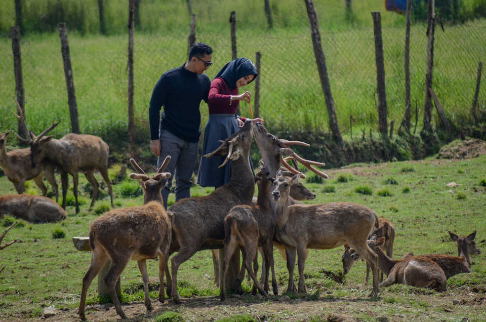 Tourists feed deer at Ranca Upas in Ciwidey, Bandung, West Java, Saturday (26/05). Three animals at the artificial breeding facility were lost this year due to plastic waste poisoning. (Antara Photo/Raisan Al Farisi)