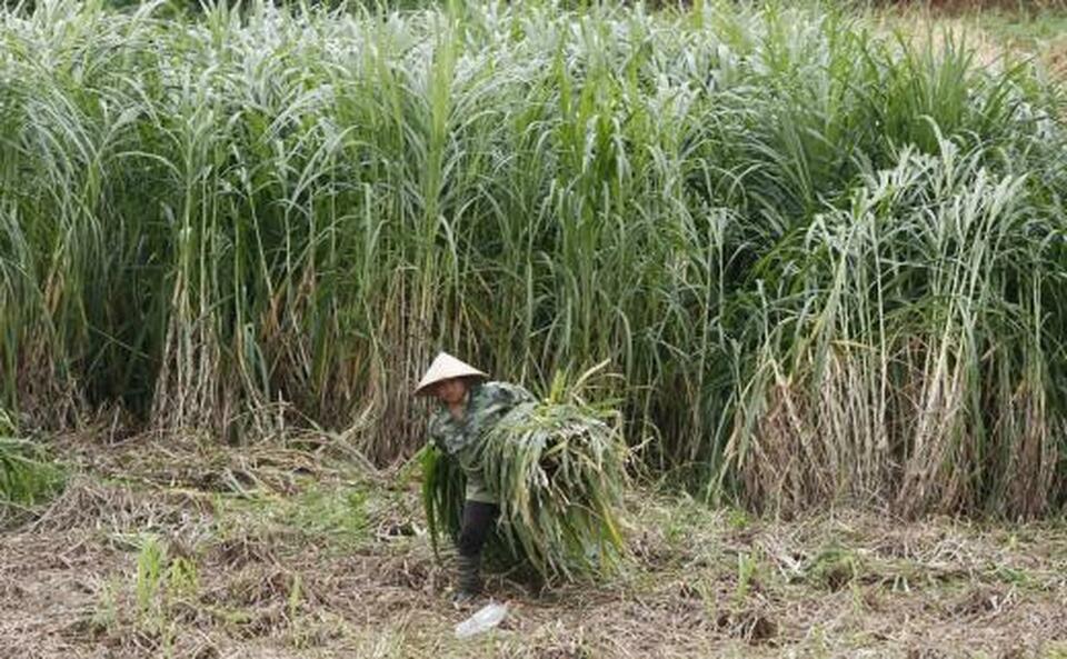 Thailand has allocated an additional 300,000 metric tons of raw sugar for ethanol production this year, the country's cane and sugar regulator said on Tuesday (15/05). (Reuters Photo/Kham)