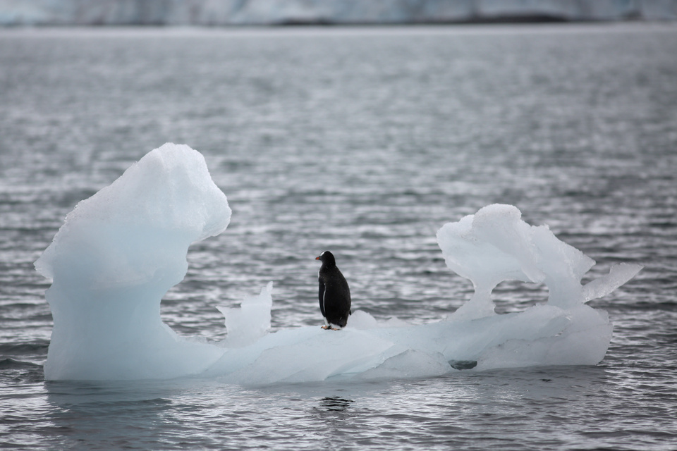 An accelerating thaw of Antarctica has pushed up world sea levels by almost a centimeter since the early 1990s in a risk for coasts from Pacific islands to Florida, an international team of scientists said on Thursday (14/06). (Reuters Photo/Alexandre Meneghini)