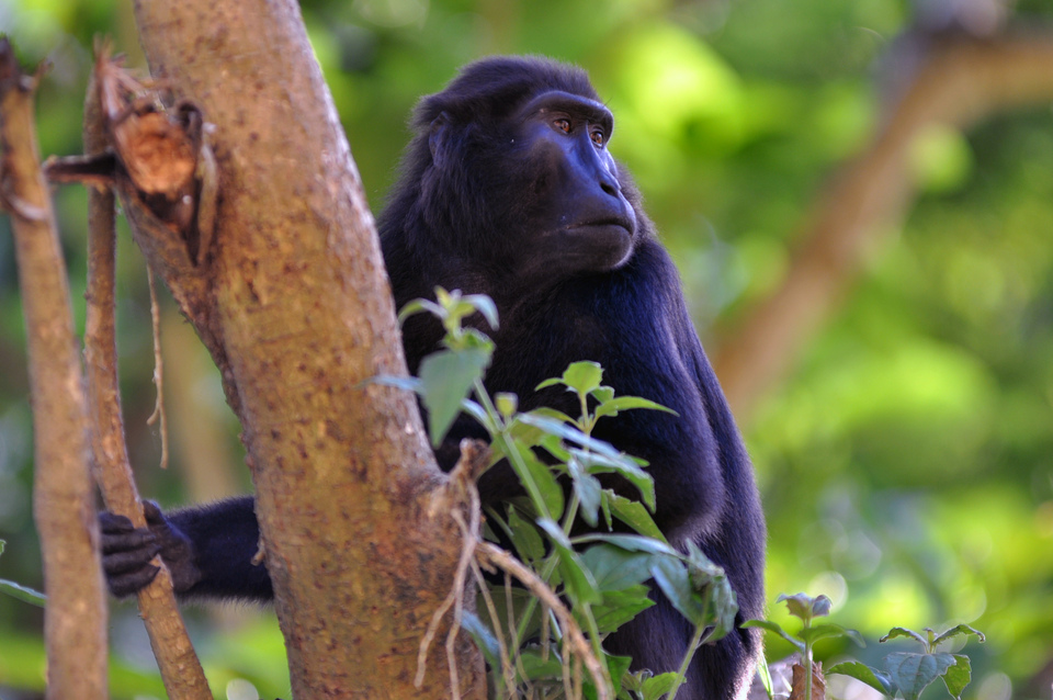 A Tonkean black macaque sits on a tree at a coffee plantation in Parigi Moutong, Central Sulawesi, on Tuesday (19/06). The population of the protected species is increasing in the region. (Antara Photo/Mohamad Hamzah)