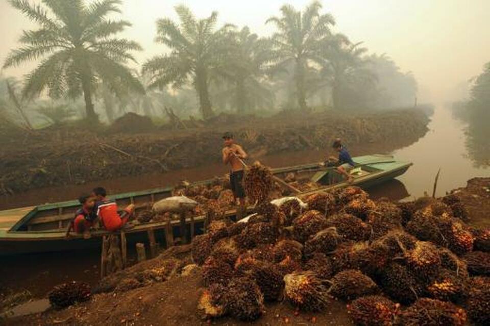 A ban on palm oil due to fears it may cause deforestation could displace rather than halt global biodiversity losses as it would likely increase output of other oil crops to meet rising vegetable oil demand, an international survey showed on Tuesday (26/06). (Antara Photo/Wahyu Putro A)