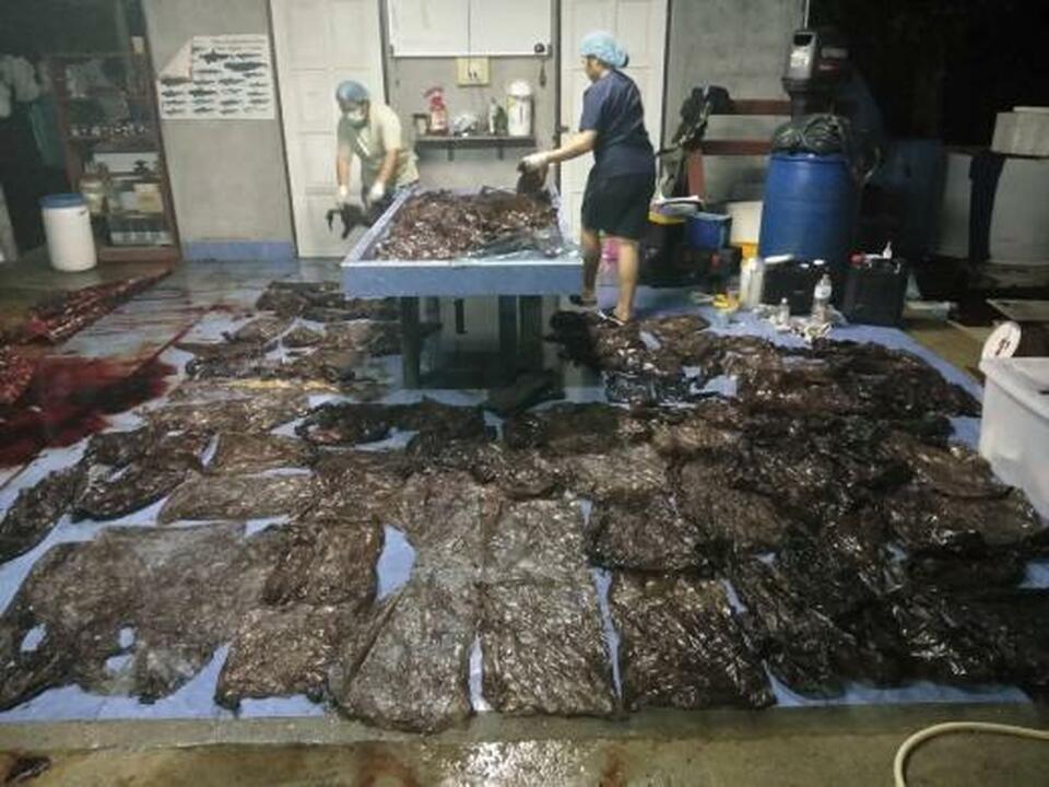 Up to 80 plastic bags extracted from within a whale are seen in Songkhla, Thailand, in this still image from a June 1, 2018 video footage by Thailand's Department of Marine and Coastal Resources. (Reuters Photo/Thailand's Department of Marine and Coastal Resources)