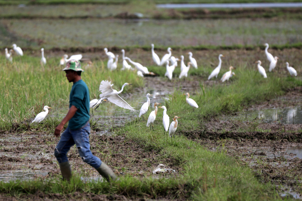 A farmer passes a flock of Javan pond herons (Ardeola speciosa) foraging in a rice field near Siron village in Aceh Besar district, Aceh, on Monday (02/07). Farmers say the birds' presence is beneficial as it helps with pest control. (Antara Photo/Irwansyah Putra)