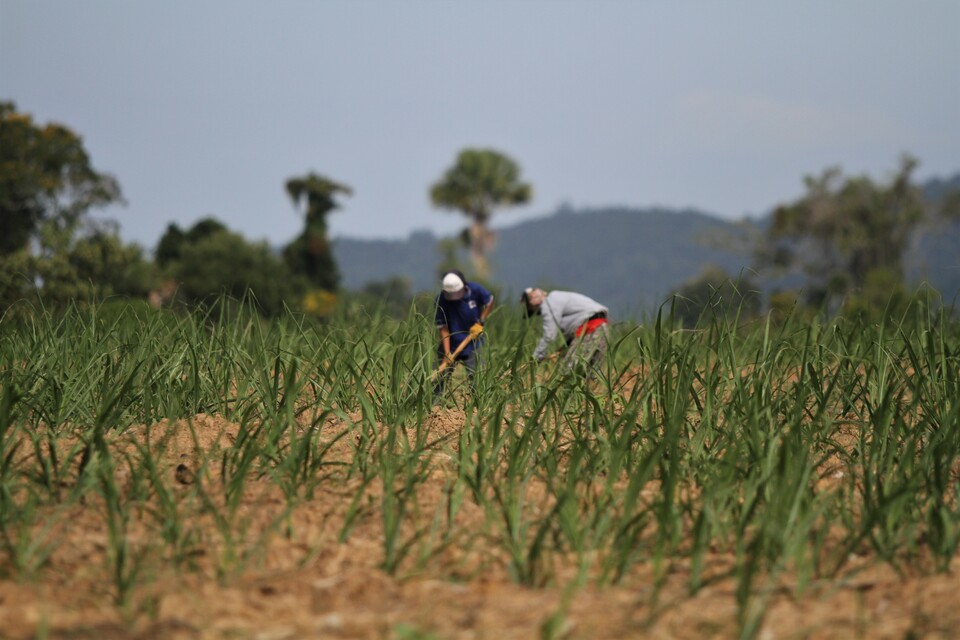 Workers clean a water canal at a sugar cane plantation of Jhonlin Batu Mandiri in Watu-Watu, Lantari Jaya, Bombana, Southeast Sulawesi, Wednesday (25/07). The government is going to build the country's largest sugar factory in Bombana, with the capacity to produce 10,000 tons of sugar a day. (Antara Photo/Jojon)