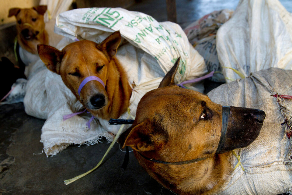 Dogs are bound in sacks before their slaughter at Bambanglipuro village in Bantul, Yogyakarta, in this 2011 file photo. (Reuters Photo/Dwi Oblo)
