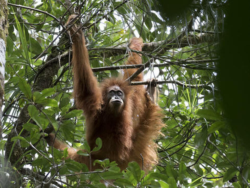 The development of a $1.6 billion hydroelectric project in North Sumatra could potentially threaten the survival of the world's rarest great ape, the Tapanuli orangutan, a global activist group says. (Photo courtesy of WWF/Maxime Aliaga)
