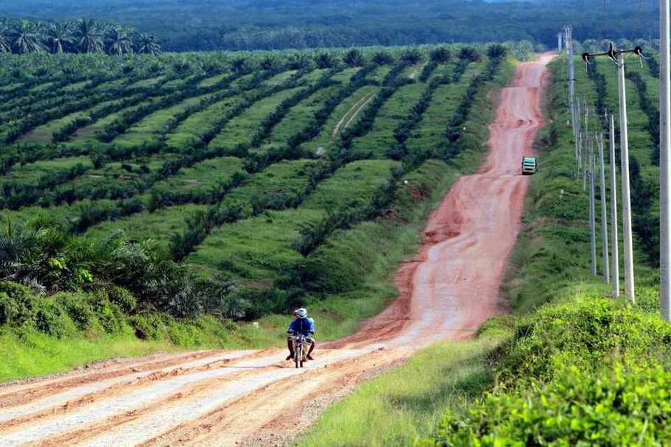 A man rides his motorcycle along a rural pass in the middle of palm oil plantations in Mesuji Raya, South Sumatra.  (Antara Photo)
