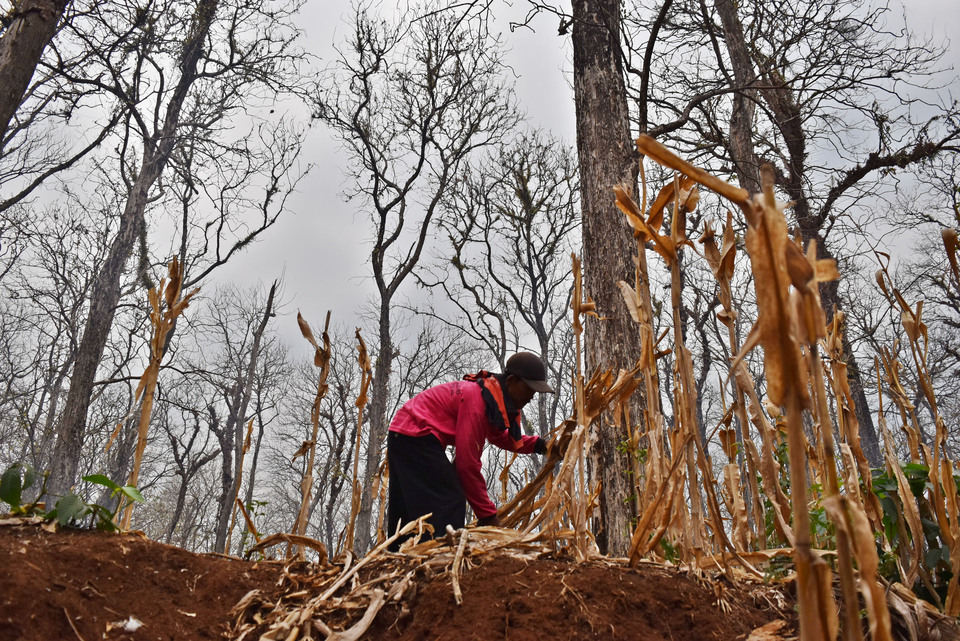 A man prepares a cornfield in a teak forest belonging to Perum Perhutan near Singorojo in Kendal district, Central Java, on Wednesday (08/08). The state-owned company allows residents to grow crops in its production forests as part of an environmental conservation program, which also serves to improve the welfare of the people living in areas surrounding the forest. (Antara Photo/Aditya Pradana Putra)