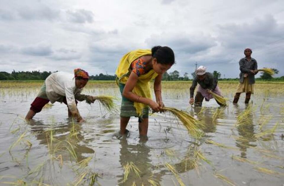 Rice prices in top exporter India rose this week on concerns of lower production due to below-normal rainfall, while traders in Thailand and Vietnam kept a close eye on the possibility of flooding in major rice growing regions. (Reuters Photo/Anuwar Hazarika)