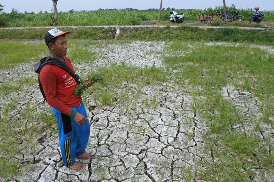 A farmer inspects a dried-up rice paddy near Tanjung Pecinan village in Situbondo, East Java, on Wednesday, Sept. 19, 2018. 
