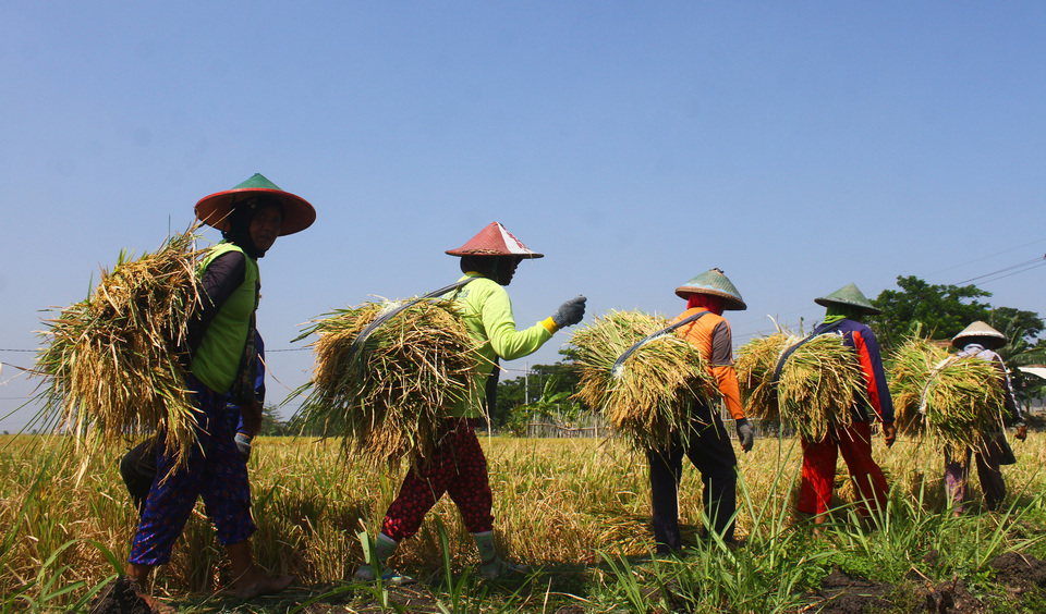 This 2018 file photo shows farm workers carrying bunches of rice during a harvest in Ngawi, East Java. (Antara Photo/Ari Bowo Sucipto)