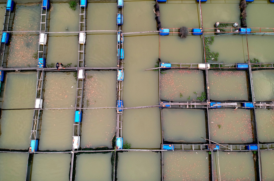 A farmer feeding fish kept in floating cages on Lake Teluk Kenali in Telanaipura district, Jambi, on Monday. The Jambi Marine and Fisheries Office said up to seven indigenous freshwater species, including belida, or clown knifefish (Notopterus chitala), baung, or Asian redtail catfish (Macrones nemurus) and serandang, or ocellated snakehead (Channa pleurophthalma), have become endangered due to illegal gold mining activities in the upper reaches of the Batanghari River. (Antara Photo/Wahdi Septiawan)