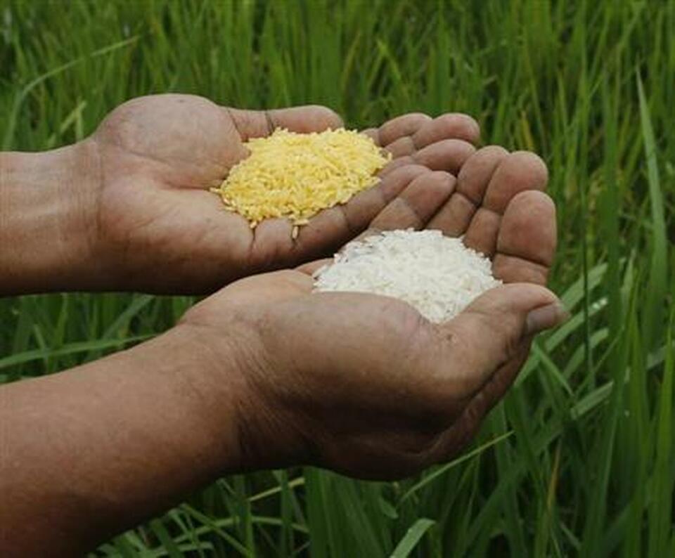 A scientist shows "Golden Rice" (L) and ordinary rice at the laboratory of the International Rice Research Institute in Los Banos, Laguna south of Manila, August 14, 2013. (Reuters Photo/Erik De Castro)
