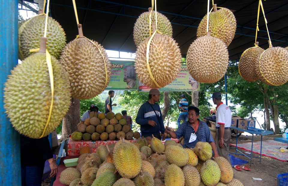 Indonesia now exports more durian abroad than it imports, setting it on a course to see its first durian surplus in nine years. (Antara Photo/Aditya Pradana Putra)